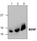 BDNF Antibody
